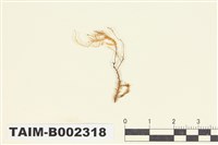 藏品(比賴苔屬)的圖片
